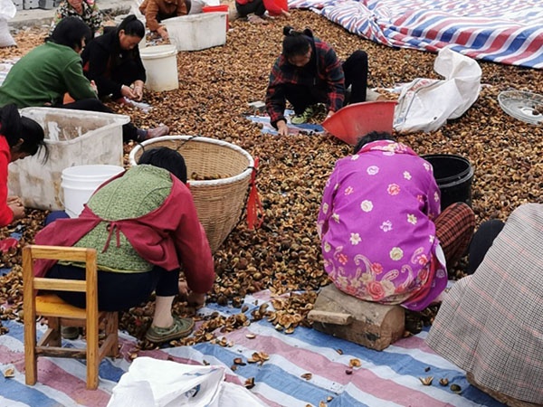 茶籽油（可宅男污视频）