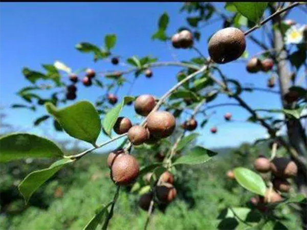 茶籽油（可宅男污视频）